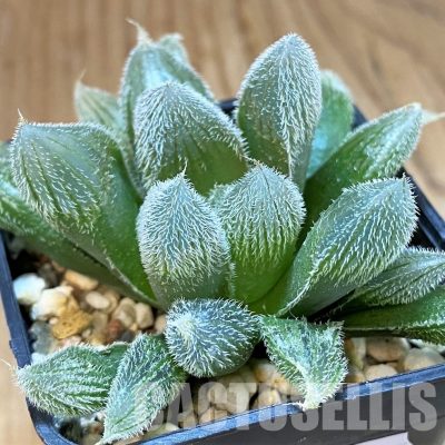 SH30087 Haworthia cooperi v. venusta