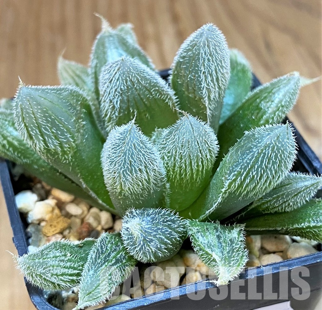 SH30087 Haworthia cooperi v. venusta