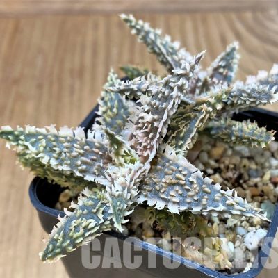 SH30074 Aloe TCT hybrid