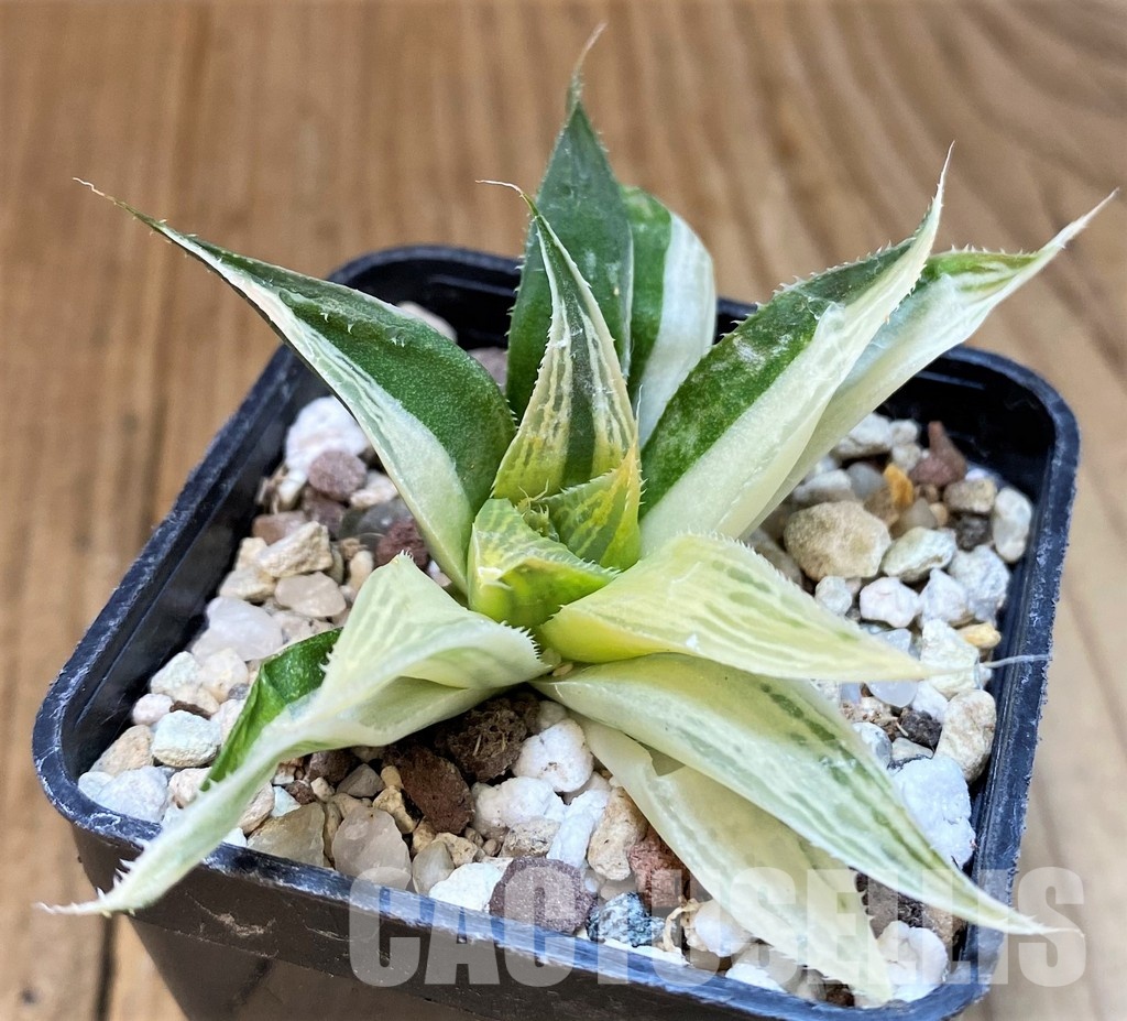 SH30089 Haworthia retusa f. variegata