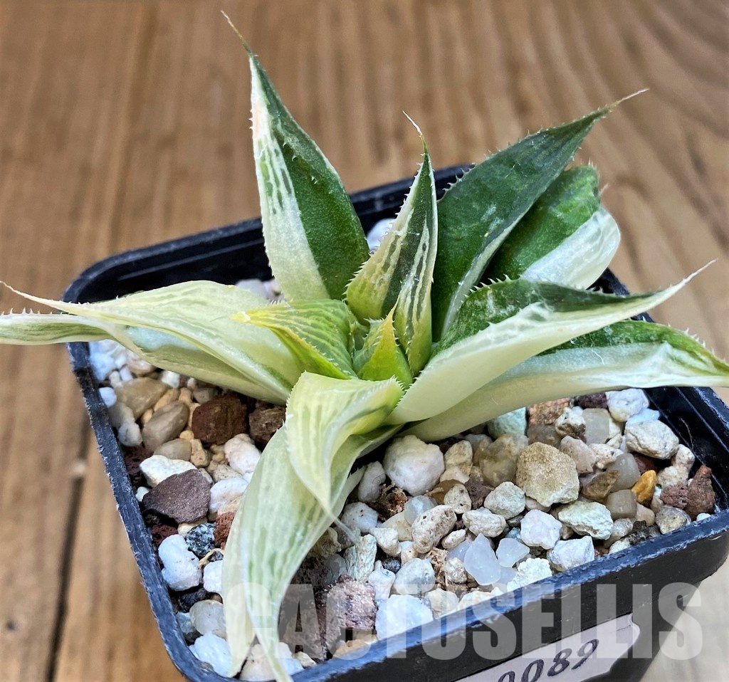 SH30089 Haworthia retusa f. variegata - Image 2