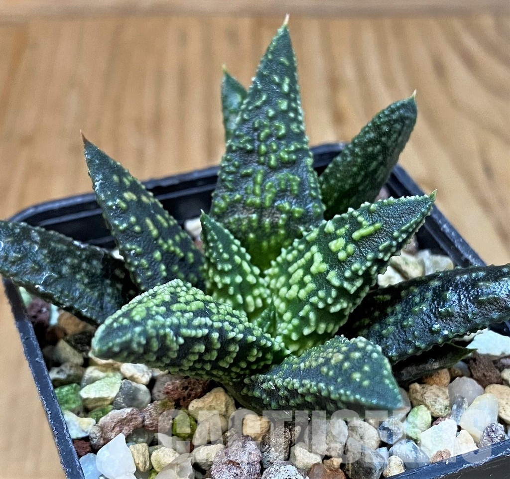 SH30094 Haworthia minima x 'Kintaikyo'