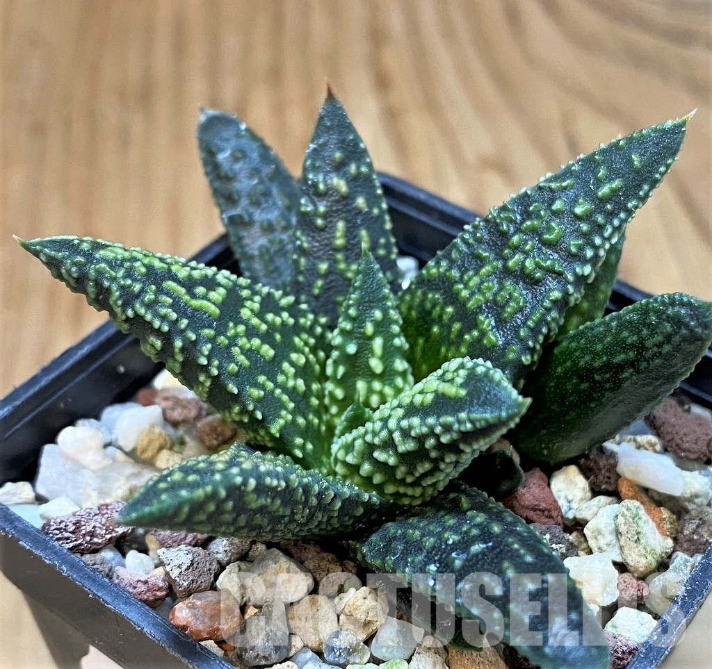 SH30094 Haworthia minima x 'Kintaikyo' - Image 2