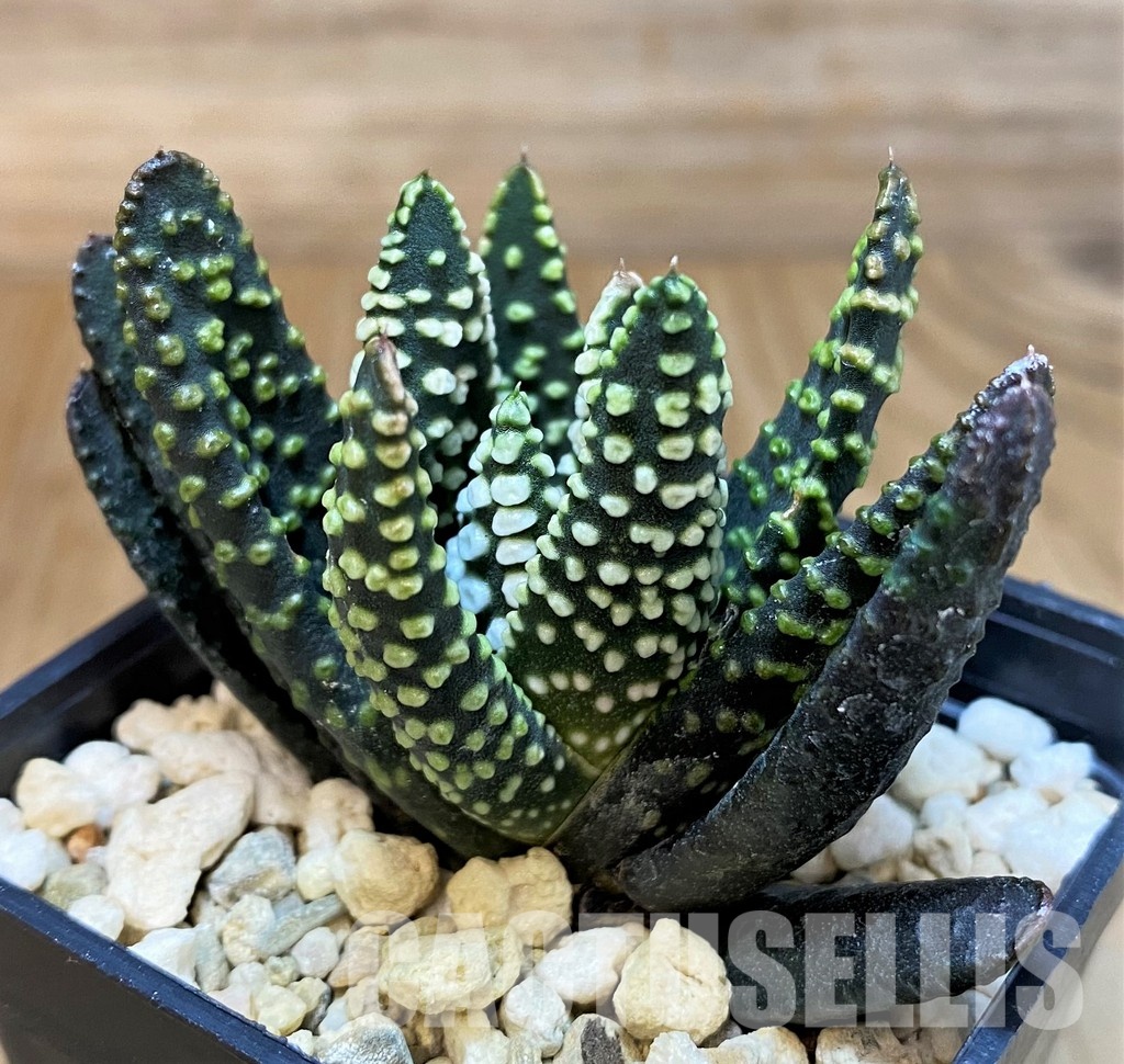 SH30095 Haworthia pumila 'Donut' SH - Image 2