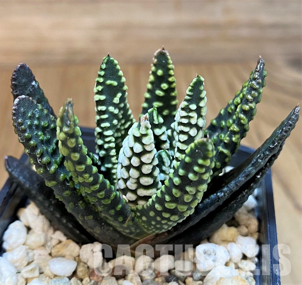 SH30095 Haworthia pumila 'Donut' SH