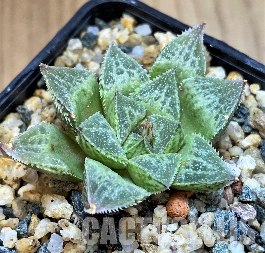 SH30096 Haworthia 'Sasameyuki' HWX-4 - Image 2