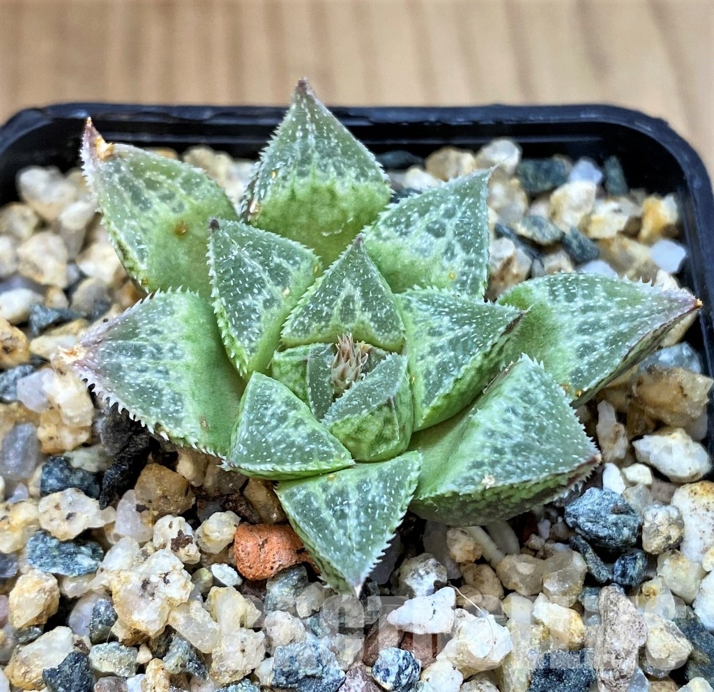 SH30096 Haworthia 'Sasameyuki' HWX-4