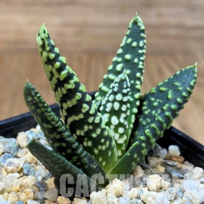 SH30099 Haworthia pumila 'Donut'