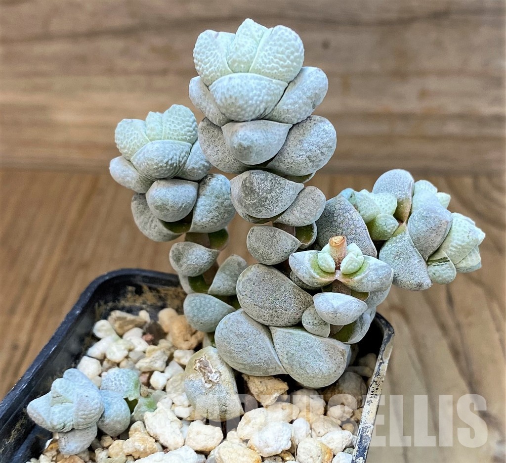 SH30104 Crassula deceptor - Image 2