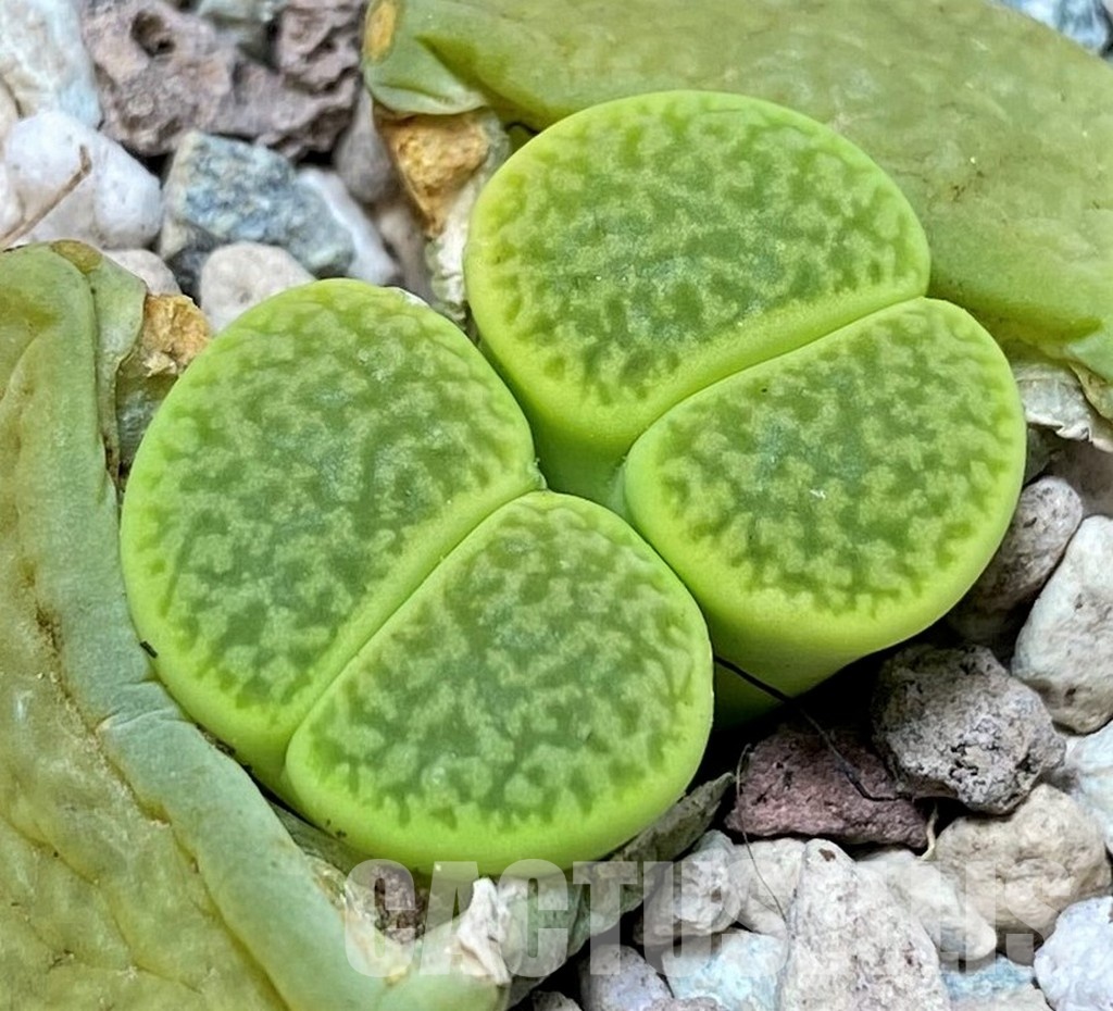 SH30254 Lithops hookeri v. dabneri 'Annarosa'