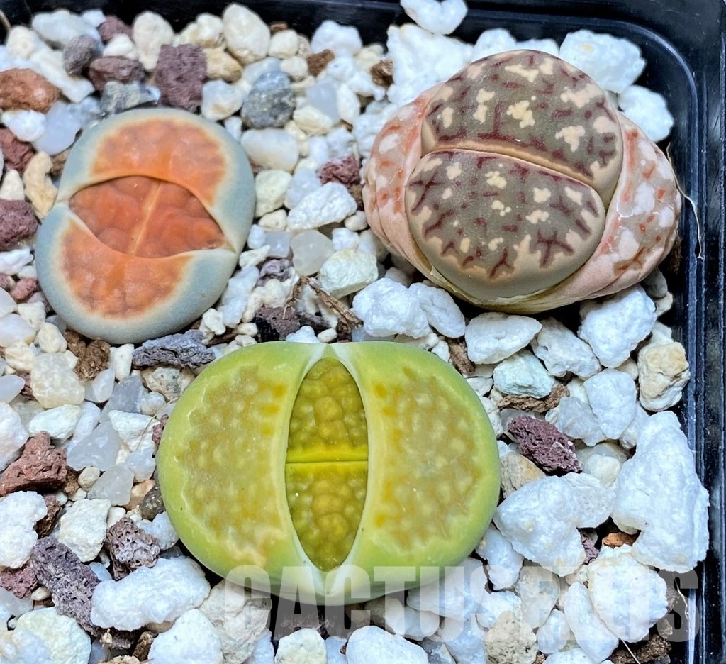 SH30256 Lithops mix