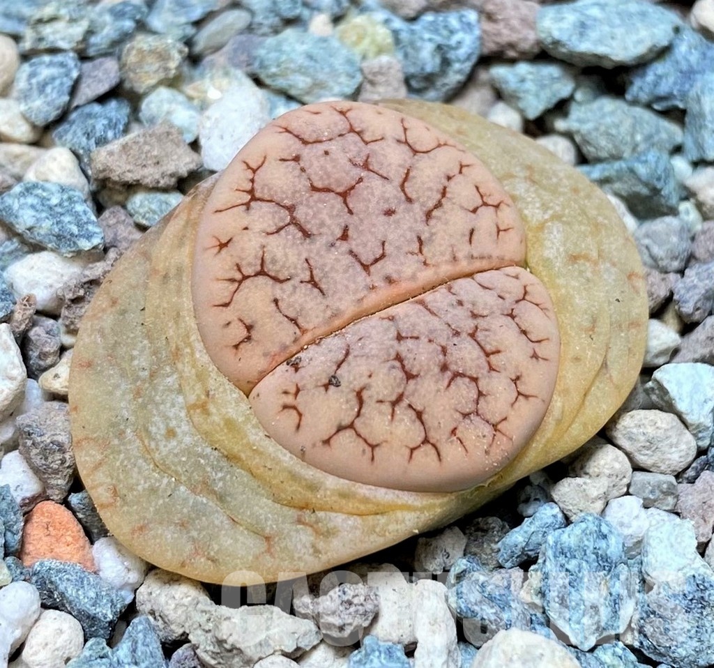 SH30257 Lithops gracilidelineata v. waldroniae 'Fritz's White Lady' C189