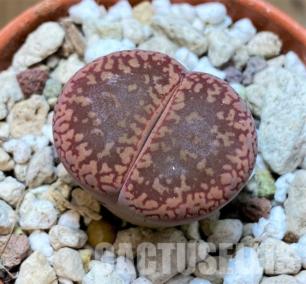 SH30261 Lithops aucampiae