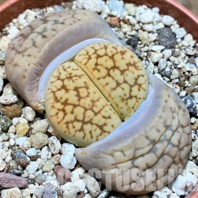 SH30263 Lithops gesinae C207
