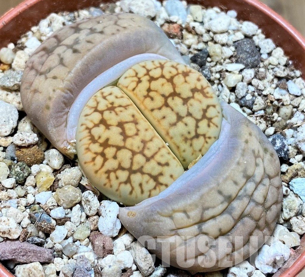 SH30263 Lithops gesinae C207