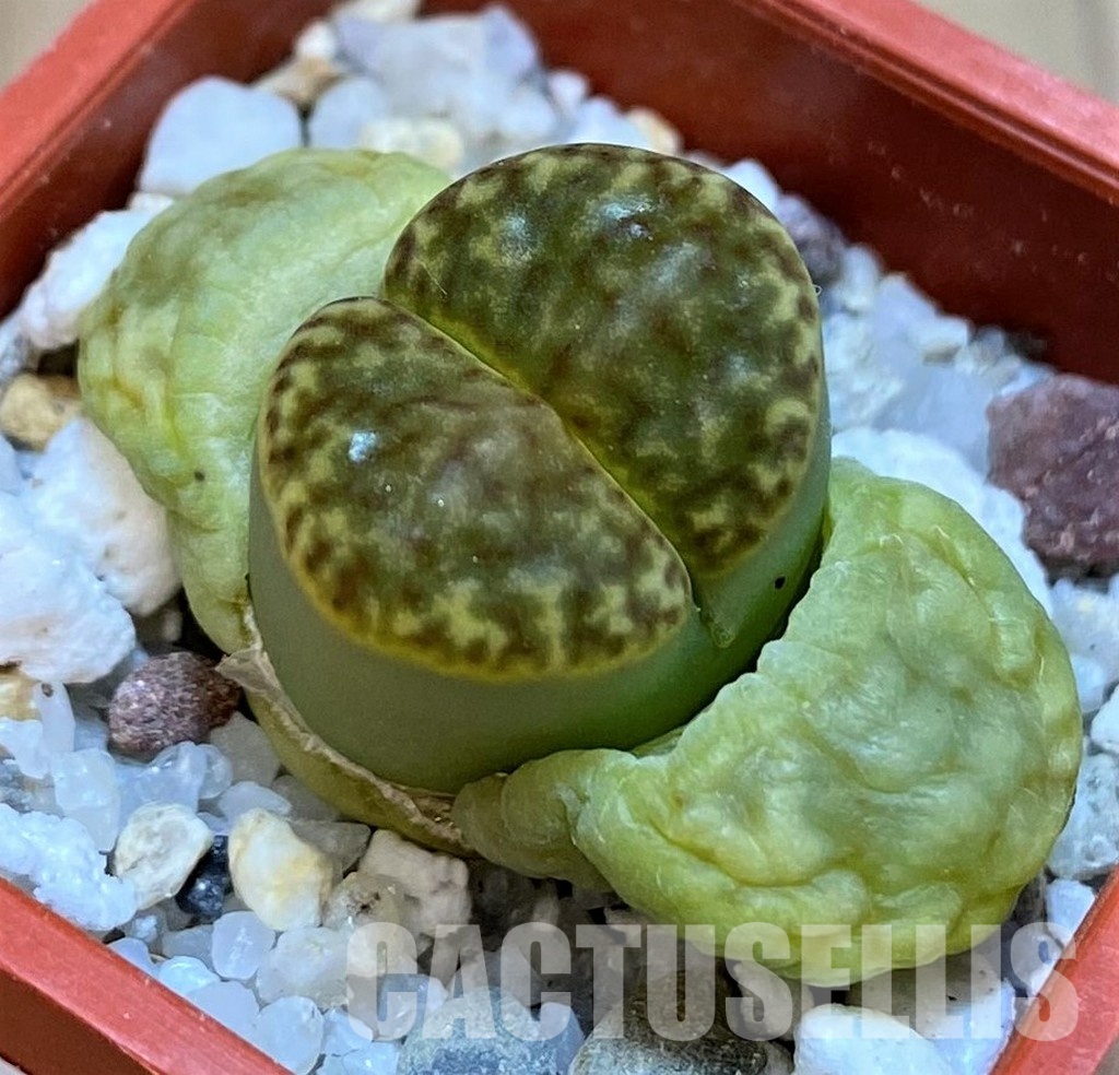 SH30209 Lithops bromfieldii v.insularis ‘Sulphurea’