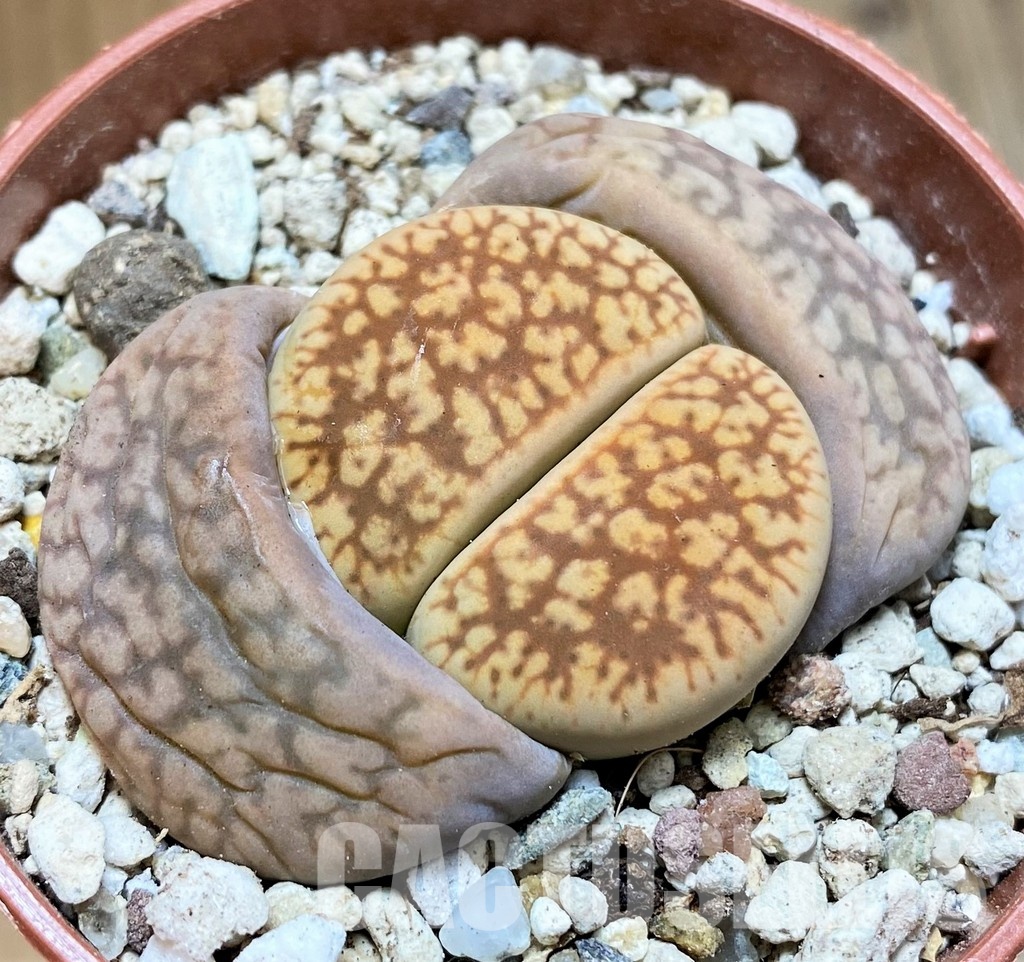 SH30264 Lithops gesinae C207