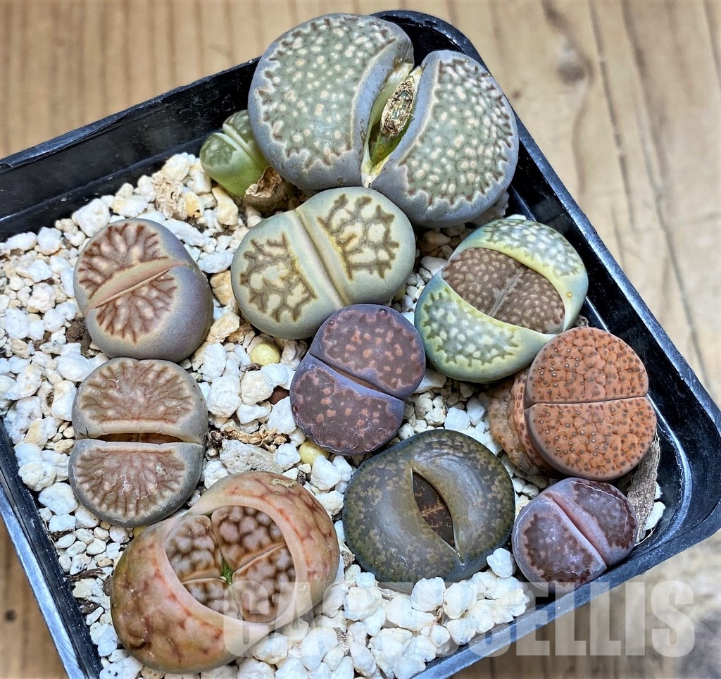 SH30265 Lithops mix
