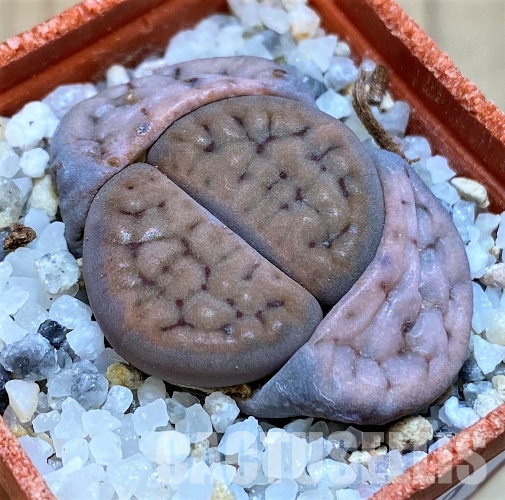 SH30210 Lithops schwantesii v. urikosensis C083