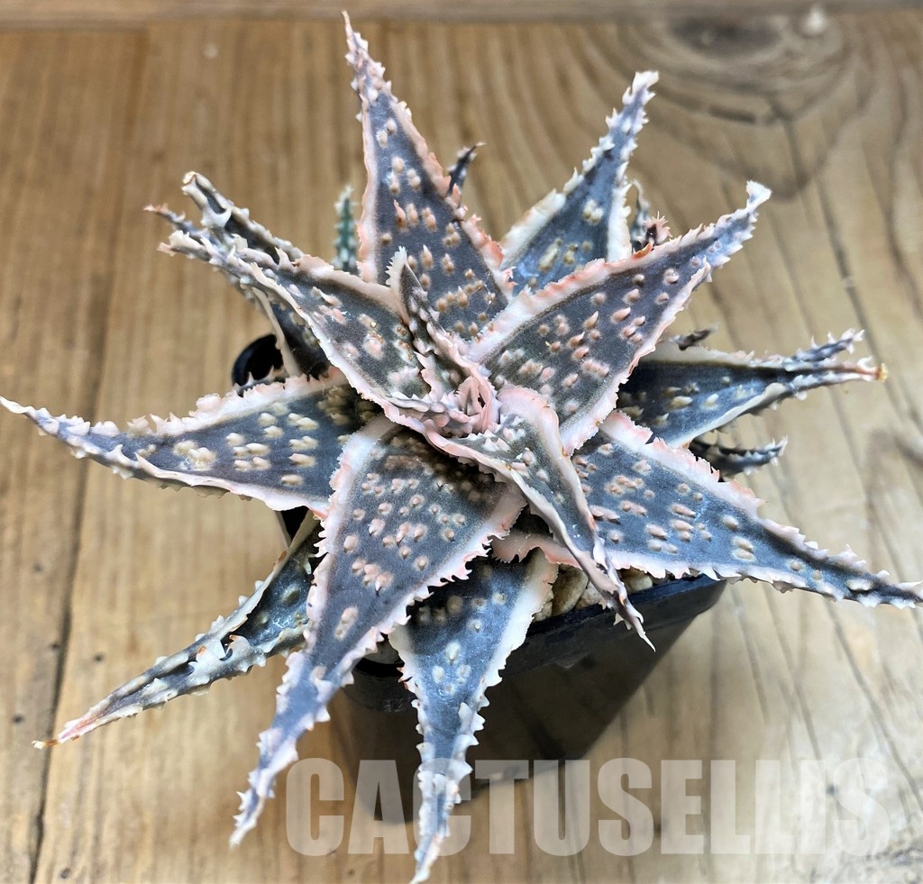 SH30274 Aloe TCT hybrid - Image 3