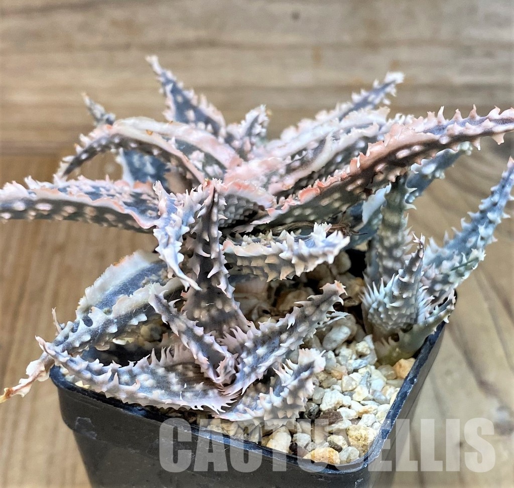 SH30274 Aloe TCT hybrid - Image 2