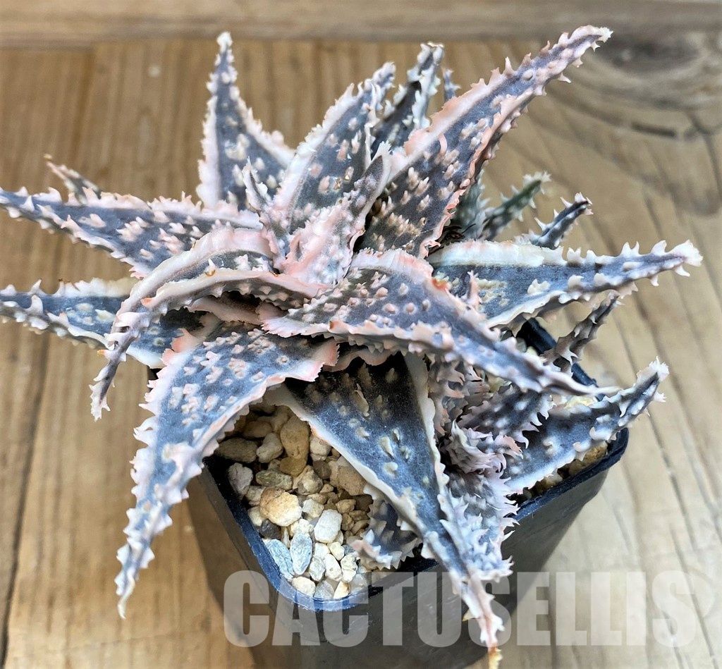 SH30274 Aloe TCT hybrid