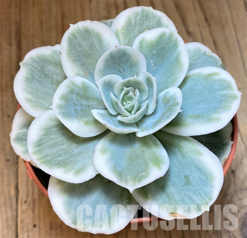 SH30276 Echeveria ‘Lemon Lime’