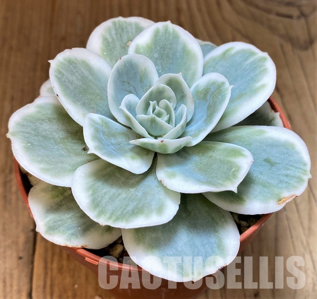 SH30276 Echeveria ‘Lemon Lime’ - Image 2