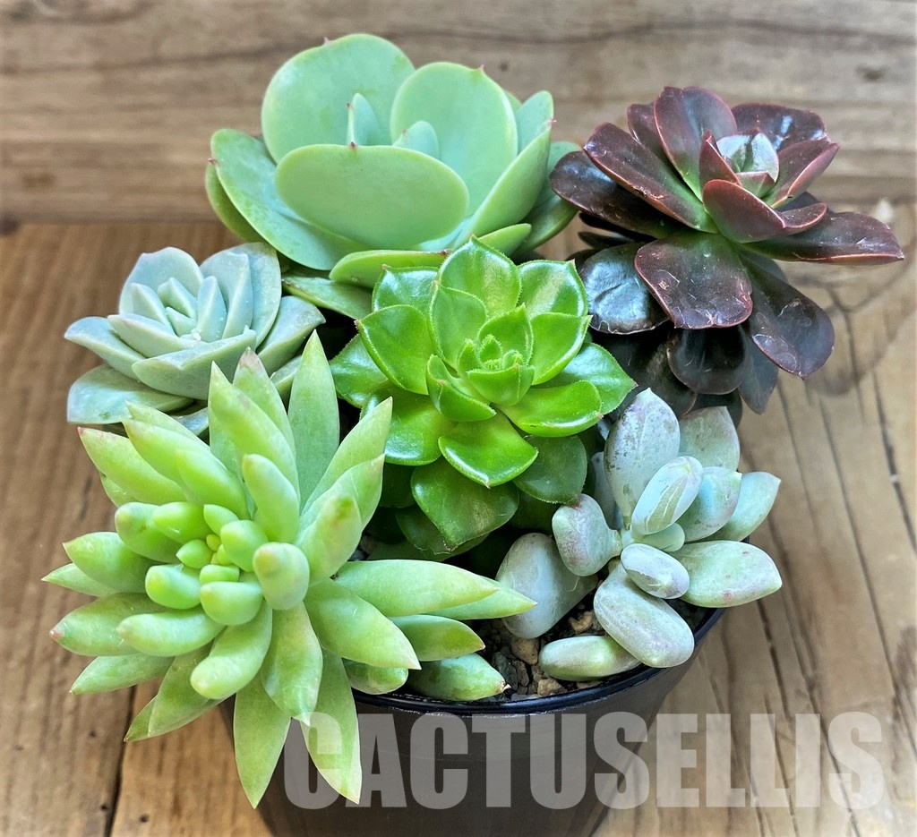 SH30277 Succulents mix