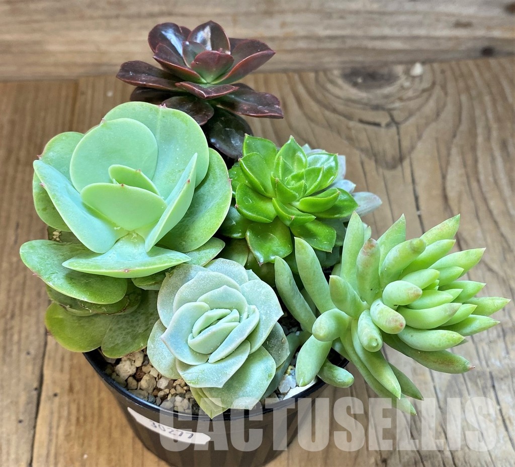SH30277 Succulents mix - Image 2