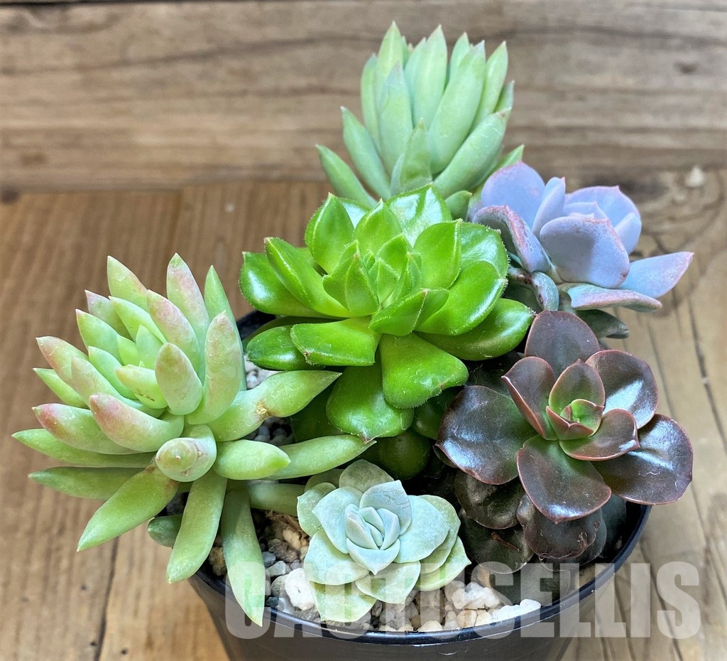 SH30279 Succulents mix - Image 2