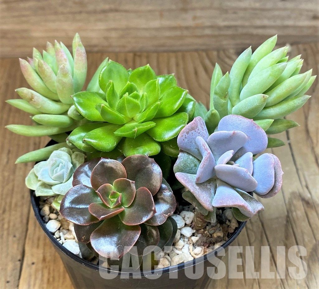 SH30279 Succulents mix