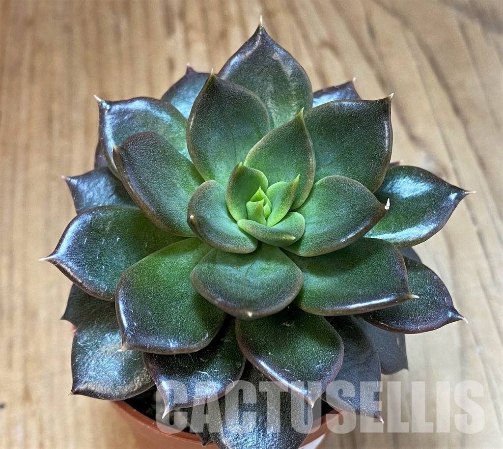 SH30281 Echeveria 'Black Prince'