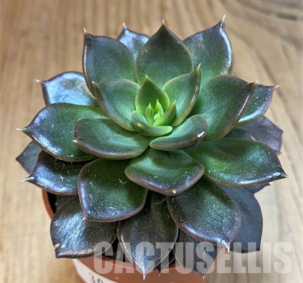 SH30281 Echeveria 'Black Prince' - Image 2
