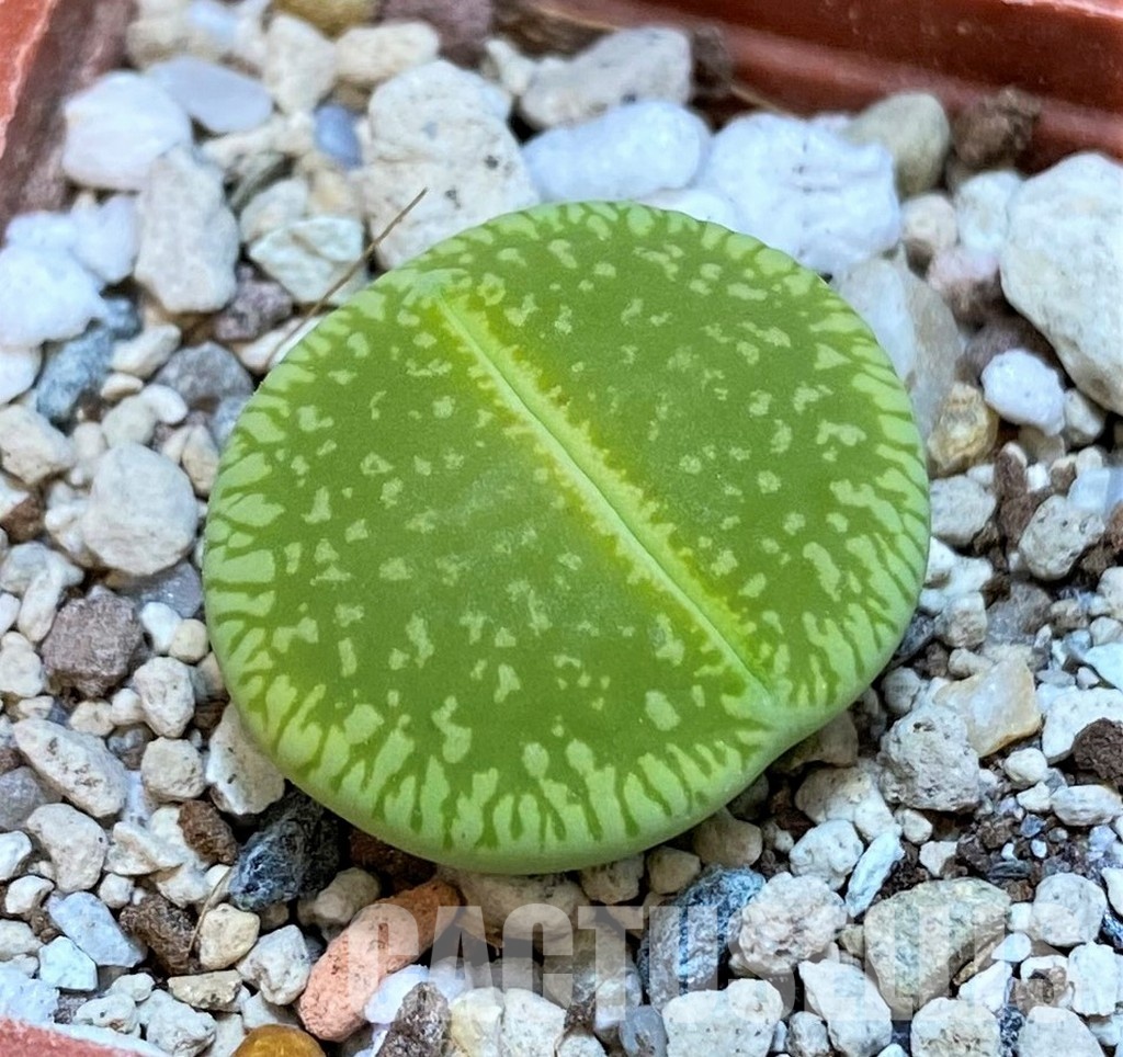 SH30212 Lithops aucampiae 'Jackson's Jade'