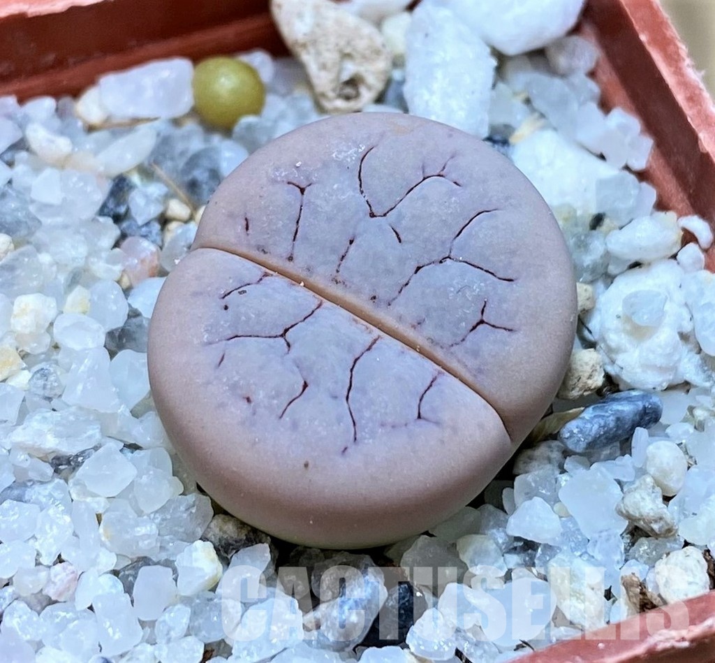 SH30204 Lithops gracilidelineata C373