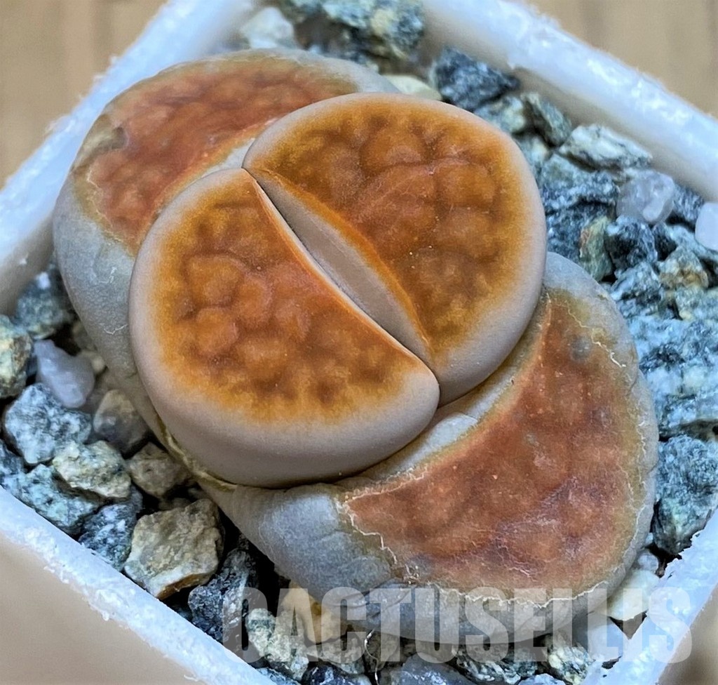SH30216 Lithops karasmontana 'Lateritia'