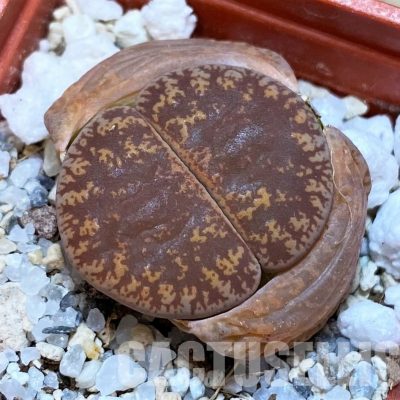 SH30218 Lithops lesliei -near Heidelberg-