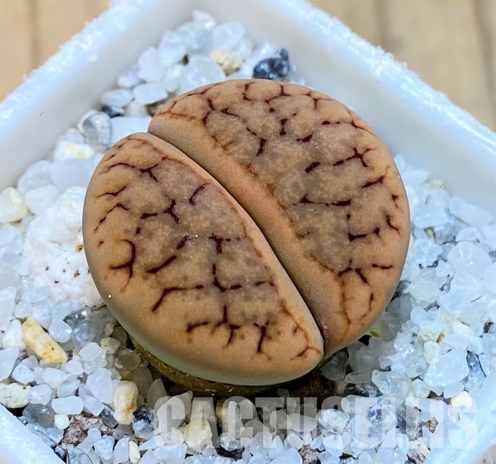 SH30221 ithops gracilidelineata v. brandbergensis