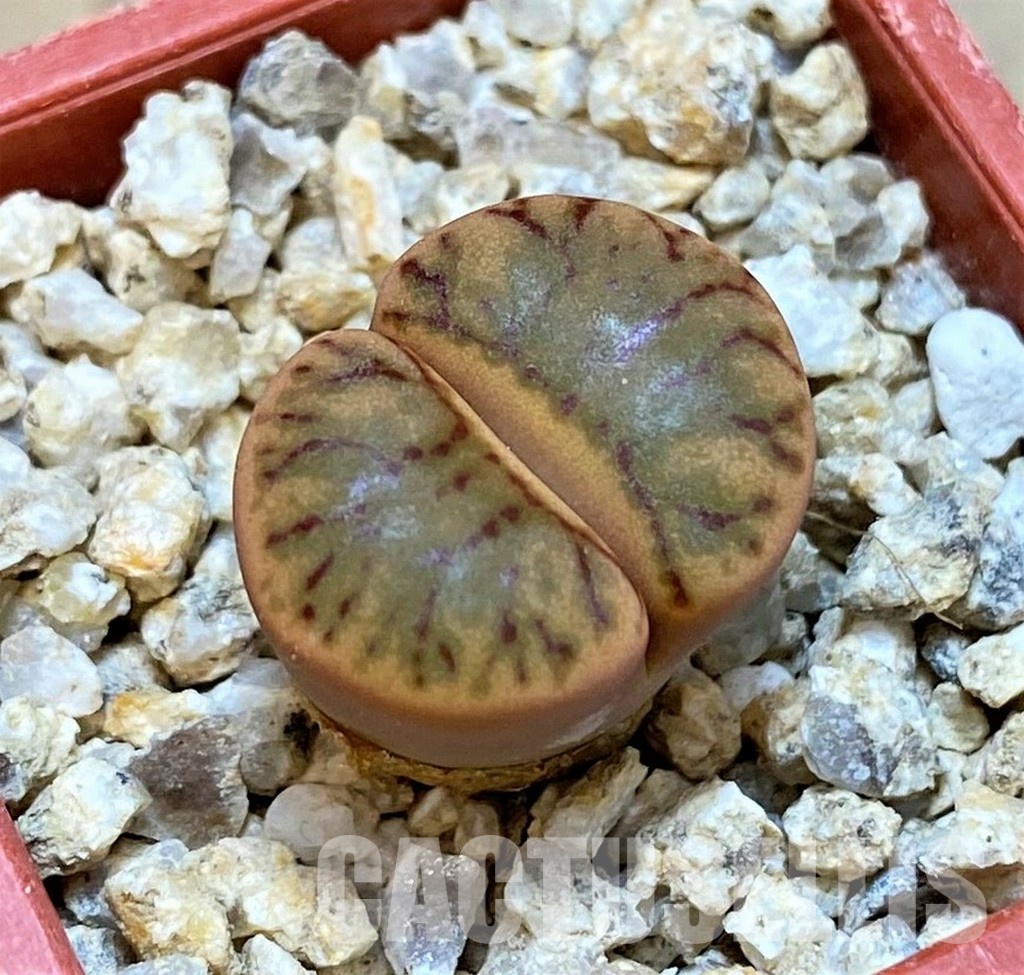 SH30222 Lithops bromfieldii ‘Red Coral’