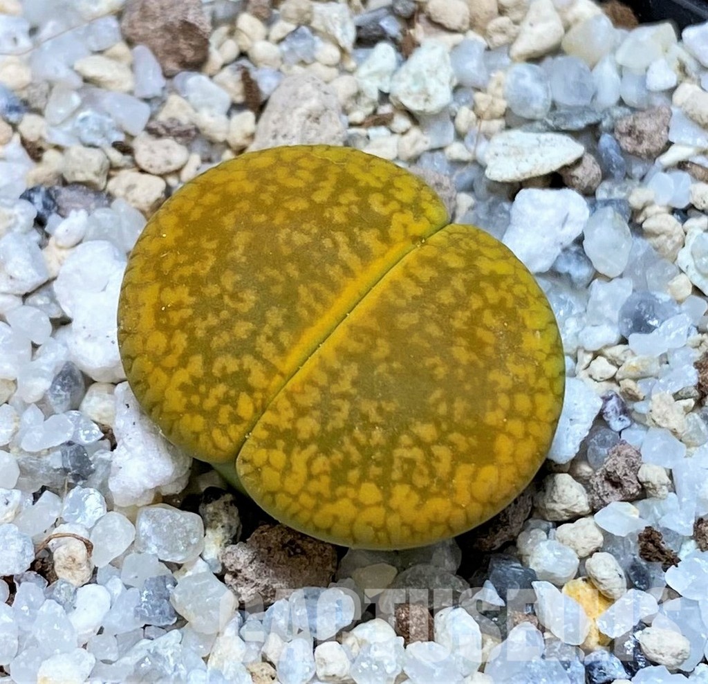 SH30224 Lithops aucampiae 'Jackson's Jade'