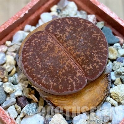 SH30205 Lithops lesliei