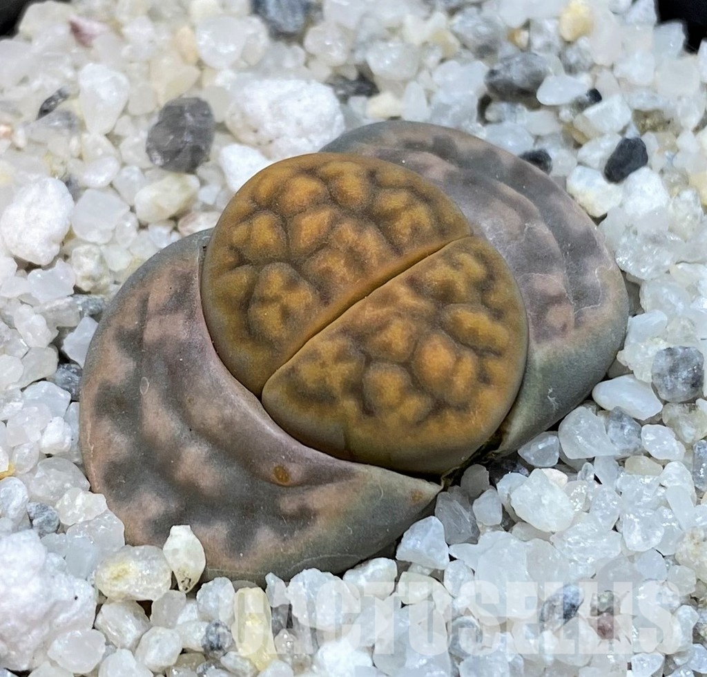 SH30229 Lithops bella