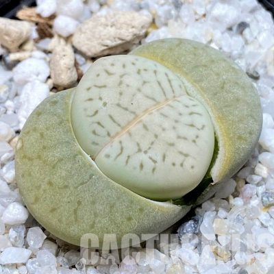 SH30241 Dinteranthus vanzylii ‘Emerald Grey’ x ‘Grey’