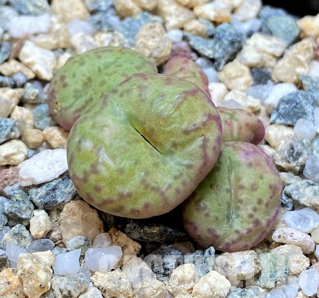 SH30242 Conophytum obcordellum - Image 2