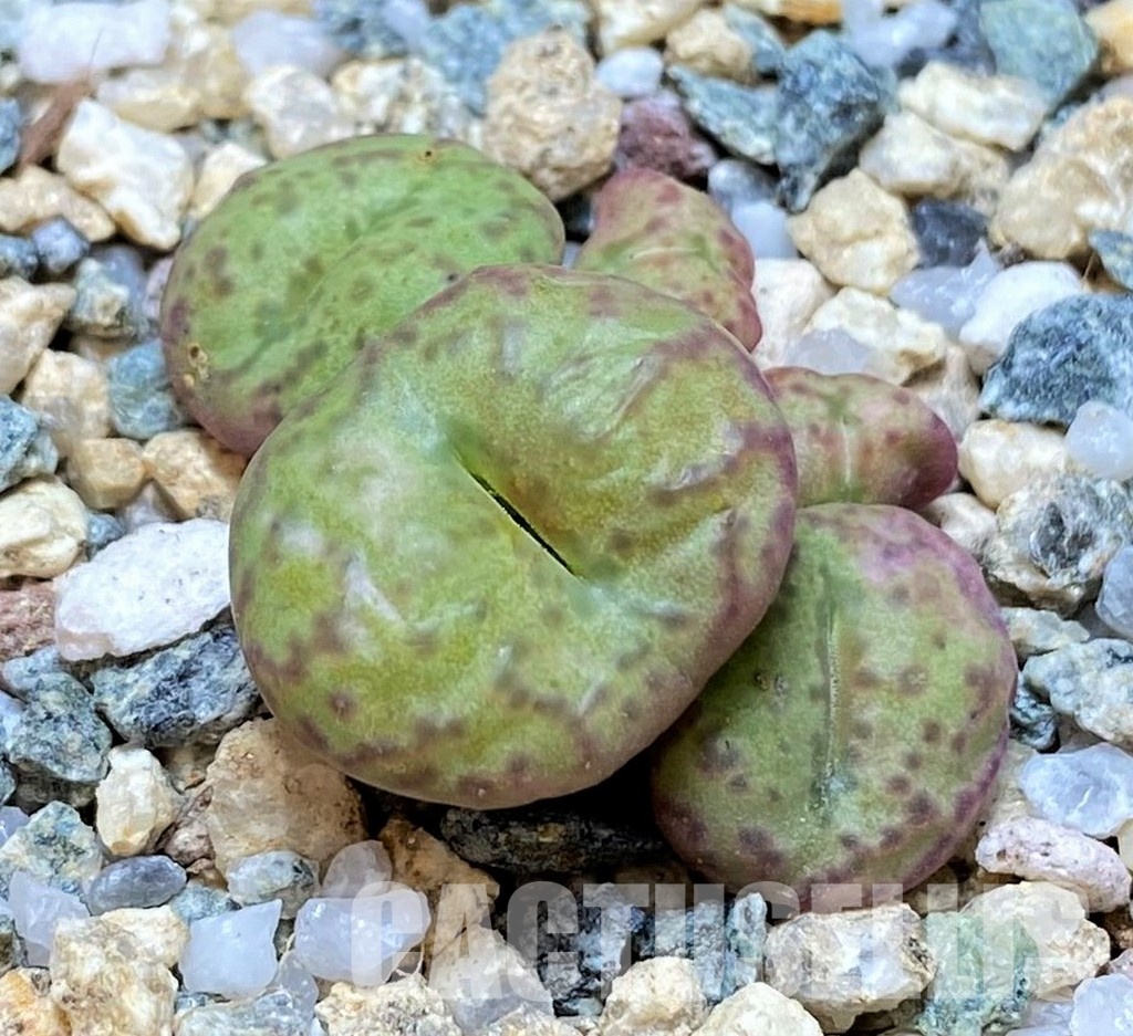 SH30242 Conophytum obcordellum
