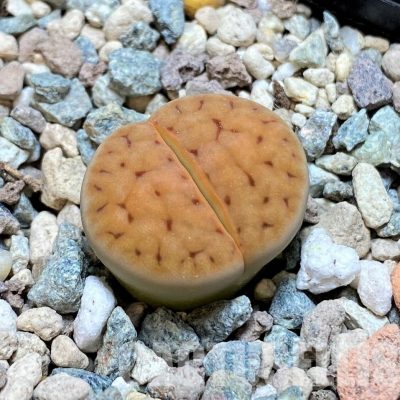 SH30243 Lithops karasmontana v. tischeri