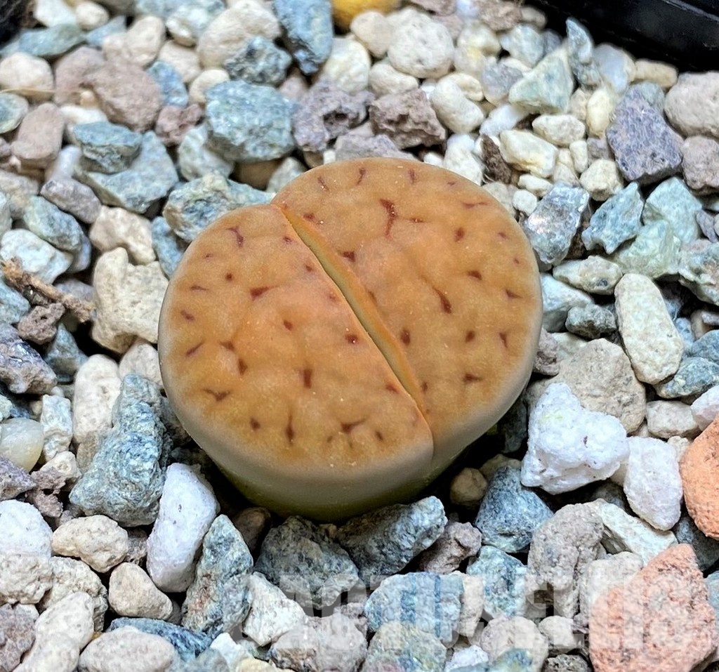 SH30243 Lithops karasmontana v. tischeri
