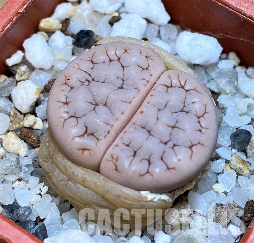 SH30207 Lithops gracilidelineata