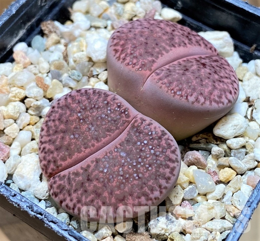 SH30245 Lithops glaudinae 'Embers' C 393A